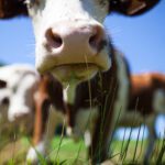 BOER SE MARK - LIVESTOCK2, LIST BUY AND SELL ONLINE