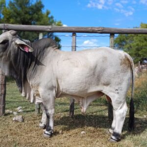 Brahman Teel Bulle - Livestock For Sale