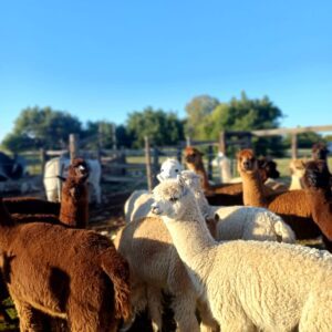 Alpacas – Ewes and Rams - Livestock For Sale